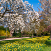 Beautiful garden scene with White and pink flower trees